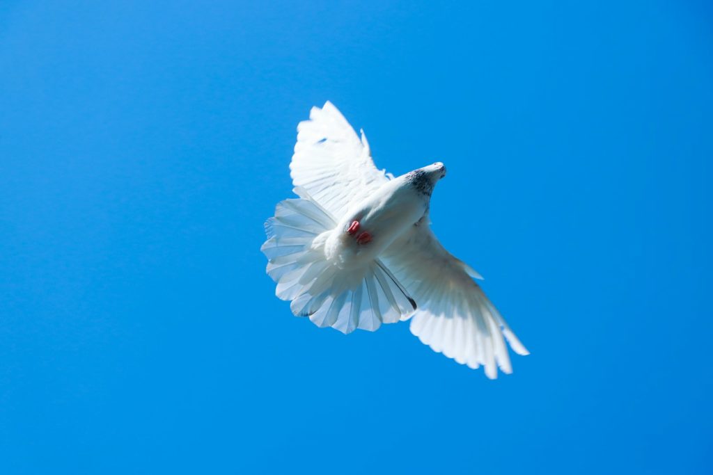 a white bird flying